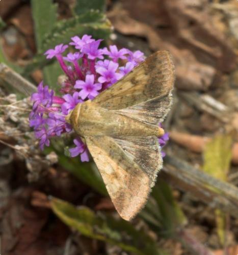 Réf. 196 698 : Helicoverpa armigera